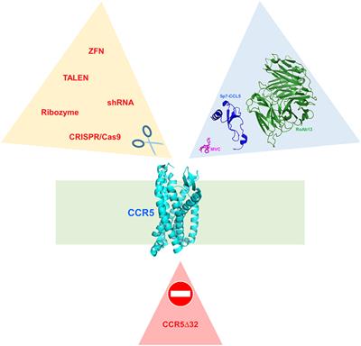 The Expanding Therapeutic Perspective of CCR5 Blockade